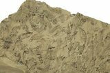 Fossil Fish (Gosiutichthys) Mortality Plate - Wyoming #261923-1